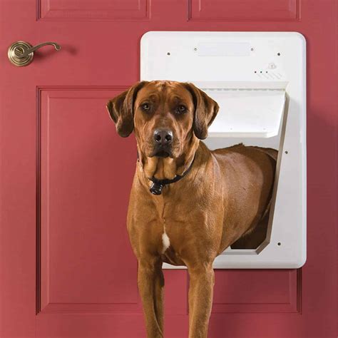 electronic dog doors reviews